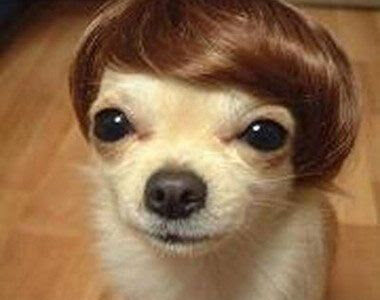 Bichon Frisé Discount Hair Alternatives for Dogs