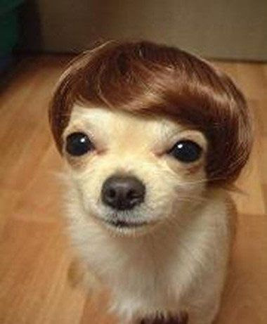 Bichon Frisé Discount Hair Alternatives for Dogs