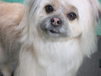 Lobo Lux Dog Grooming