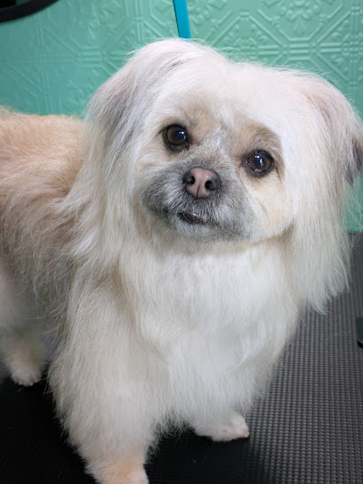 Lobo Lux Dog Grooming
