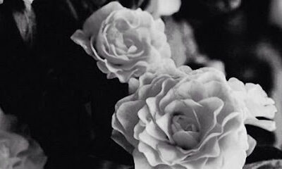 Reckless Rose Beauty